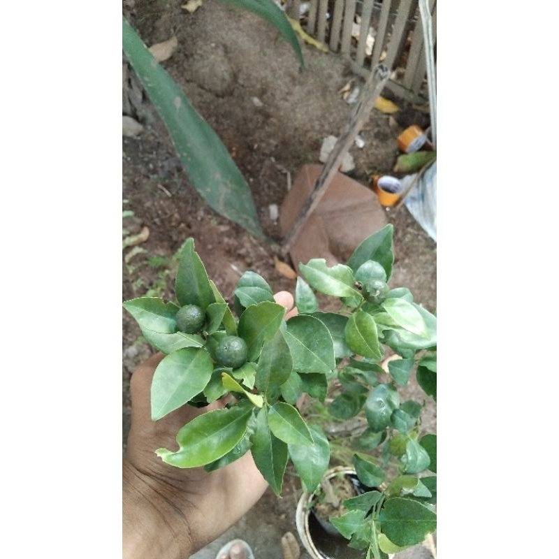 

jeruk berbuah santang madu