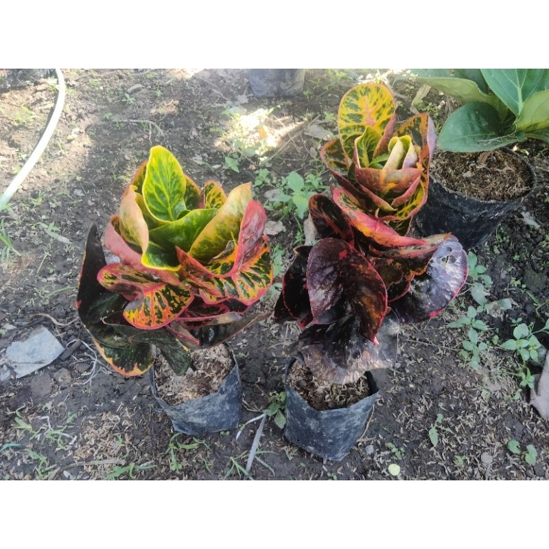 Tanaman Hias Puring Apel Merah