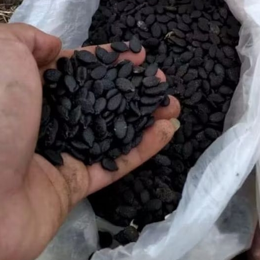 

100 BENIH BIBIT GAMBAS/OYONG UNGGUL SUPER PANJANG
