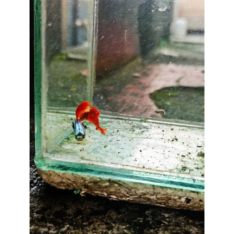 guppy prtd yello lace red dragon prtd japan blue dll