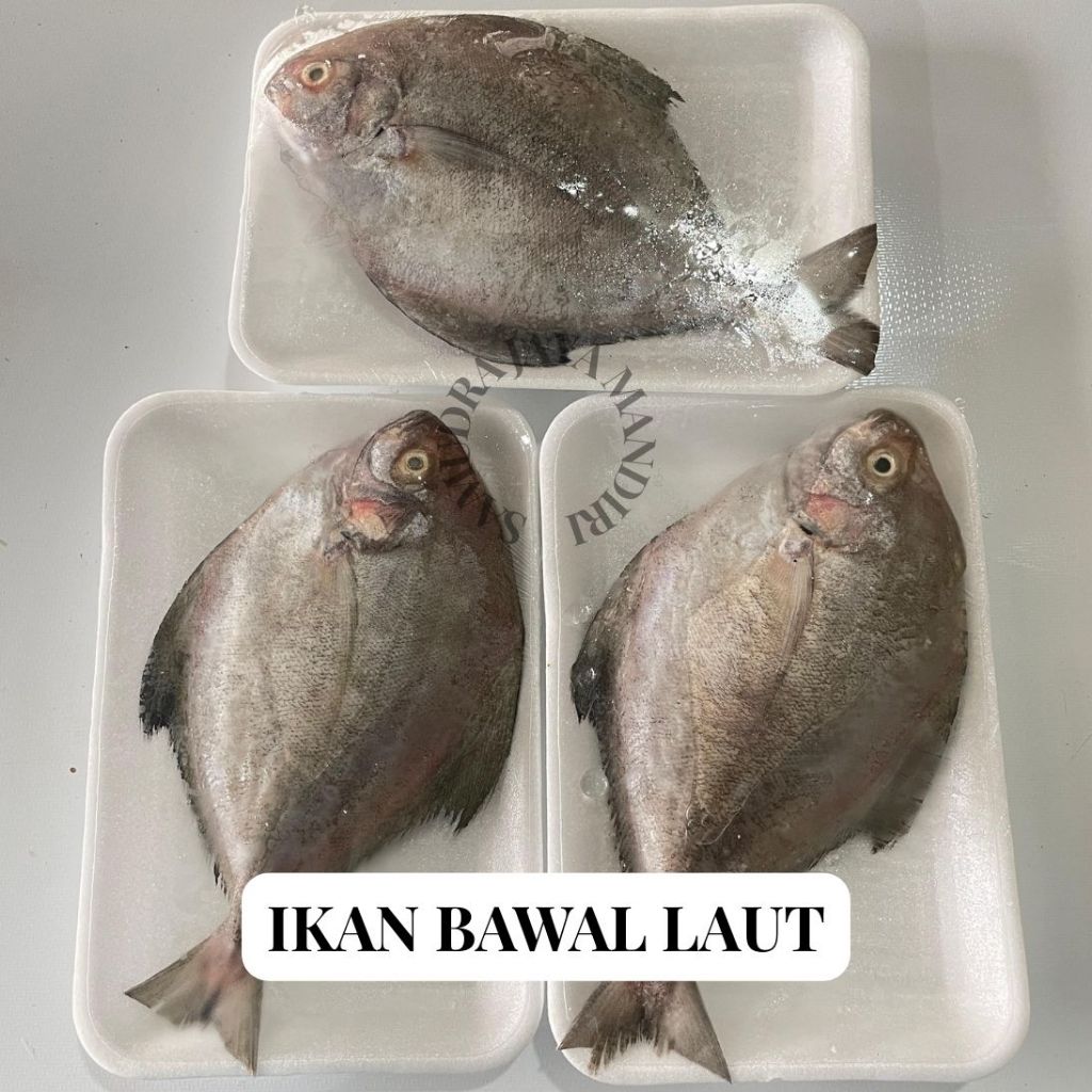 

Ikan Bawal Laut Segar Fresh Beku Frozen