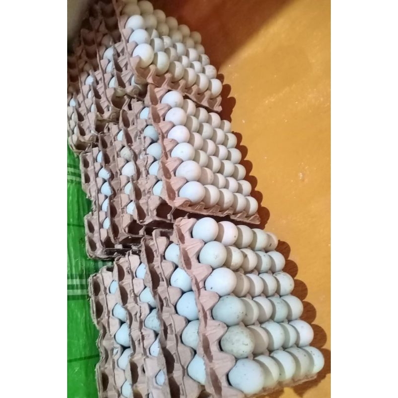 

TELUR BEBEK OMEGA,TINGGI PROTEIN