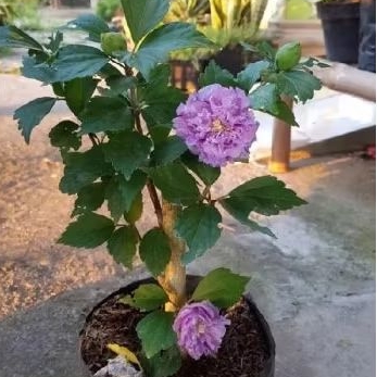 Tanaman Hias Bunga Sepatu Ungu/Tanaman Hibiscus Bunga Ungu