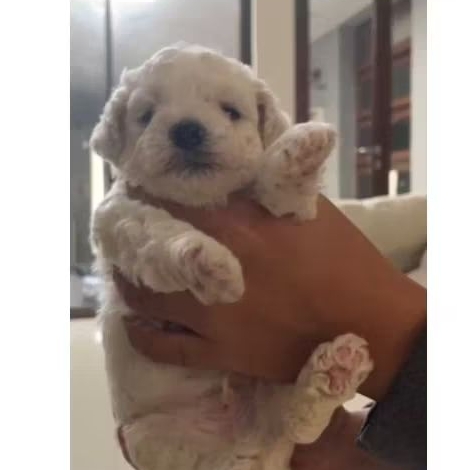 Bichon Frise non stb