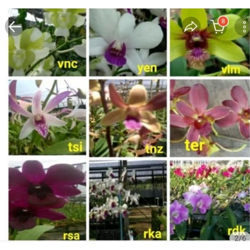 ANGGREK Dendrobium rimbun