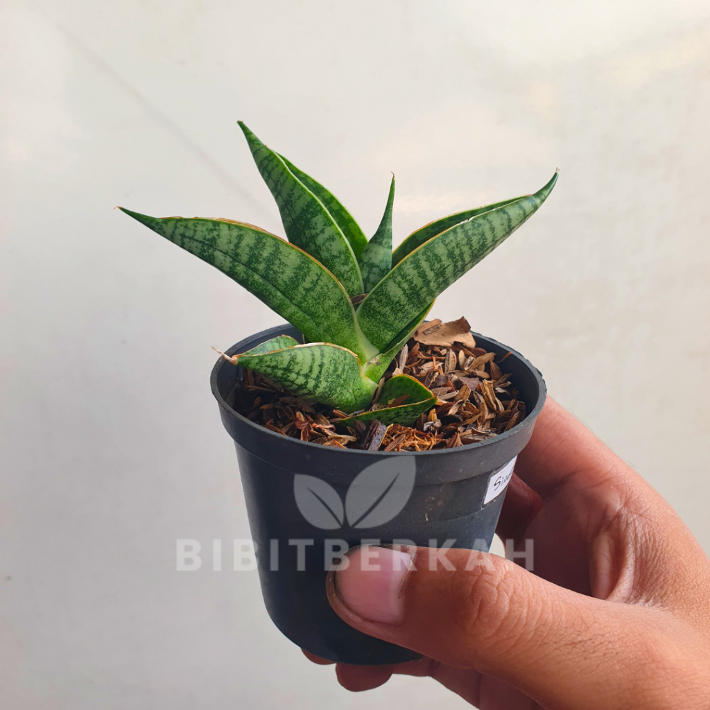 Sansevieria Sindoro - Tanaman Hias Sansivera Hybrid Lidah Mertua