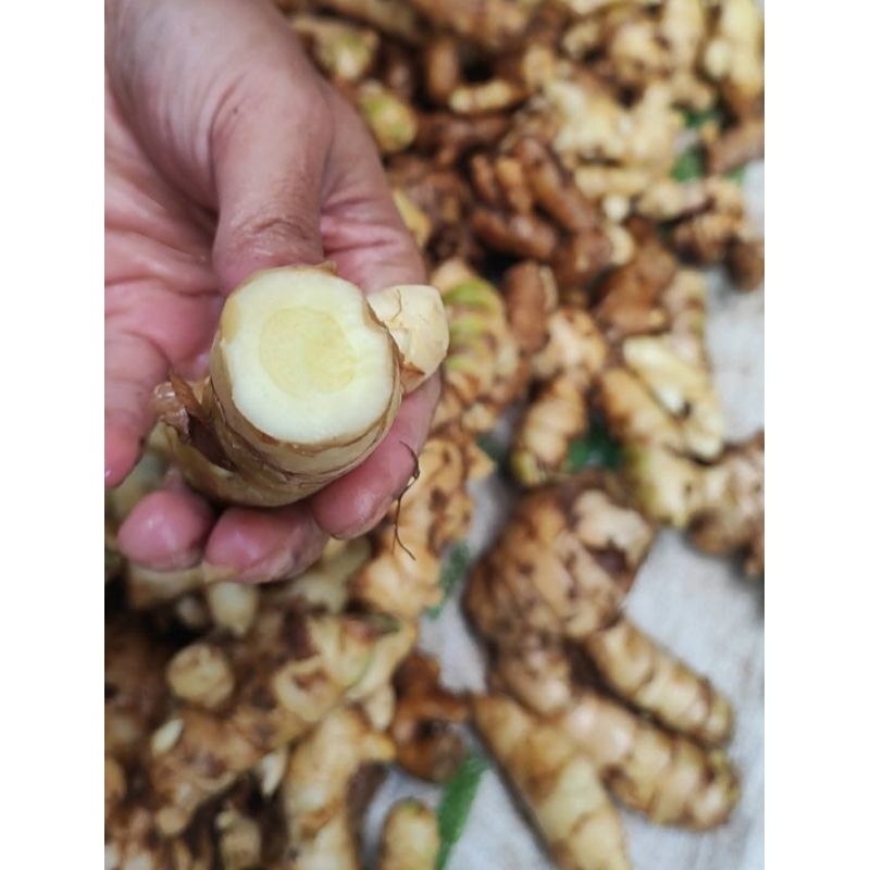 

Kunyit putih /TEMU PUTIH segar 500gram