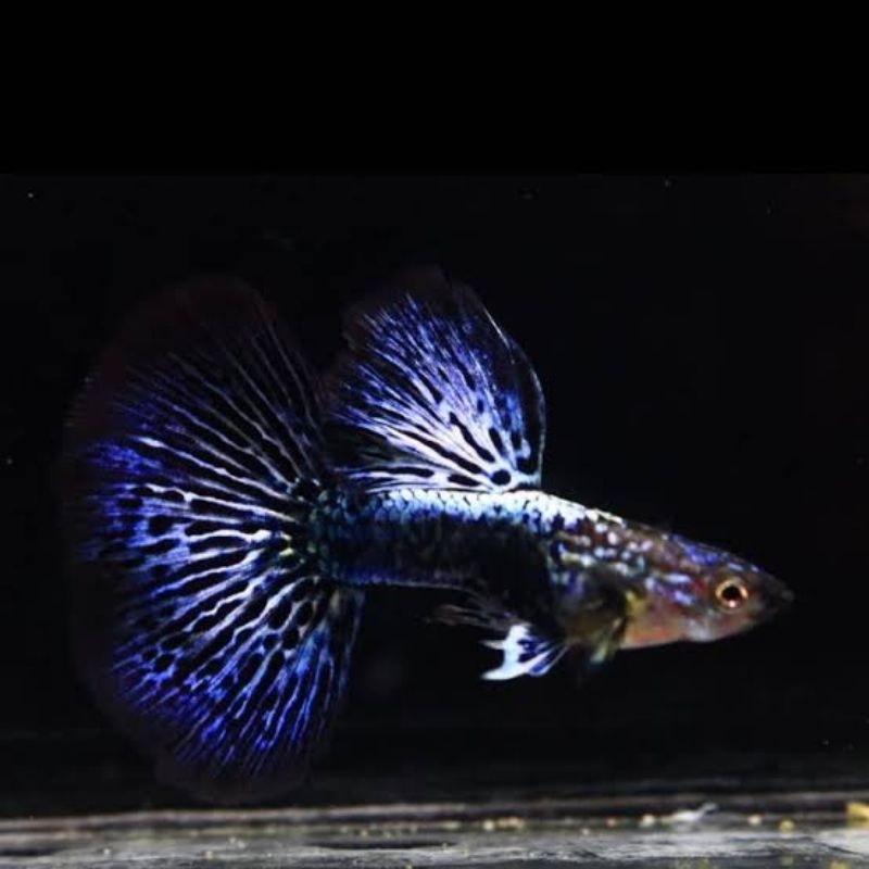Guppy Blue Dragon