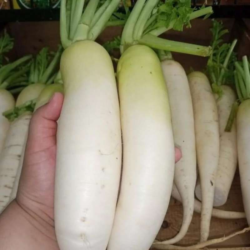 

lobak putih /sayur lobak segar 1 kg