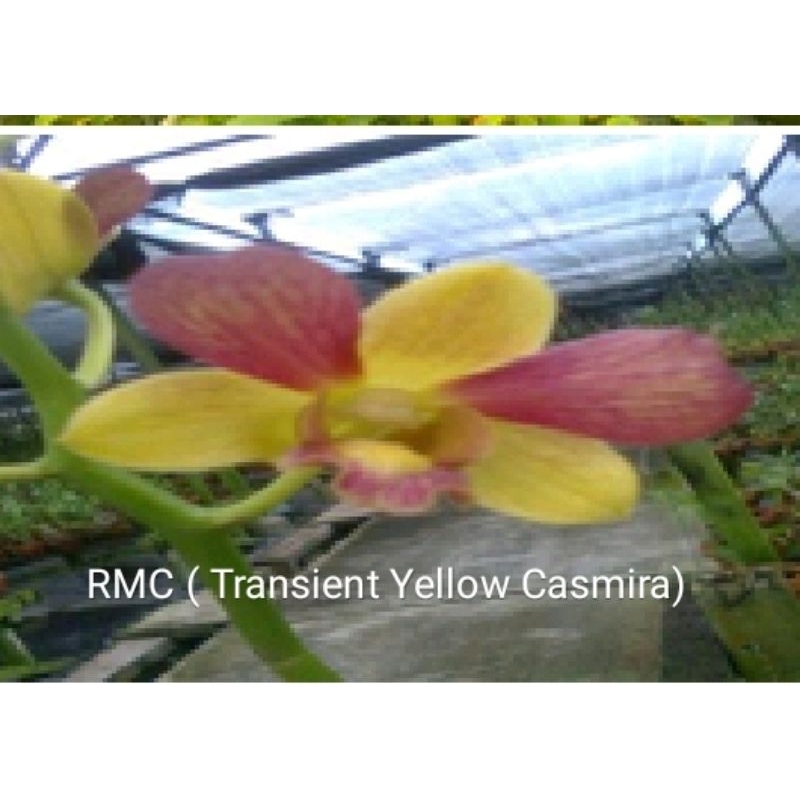 Anggrek Dendrobium id RMC