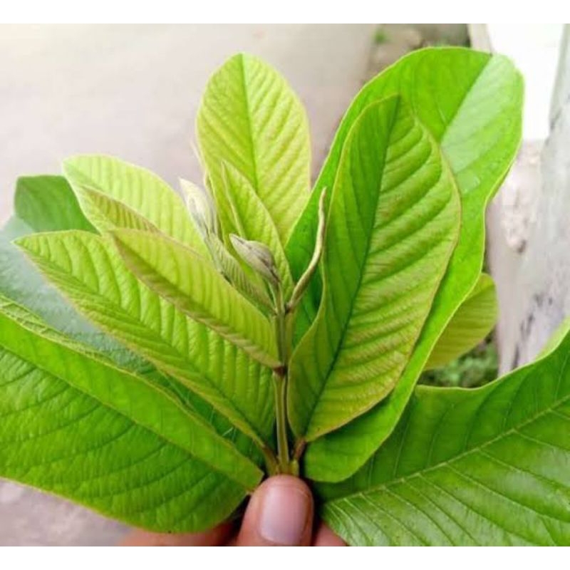 

JAMBU BIJI 1 LEMBAR DAUN JAMBU BIJI OBAT HERBAL ALAMI