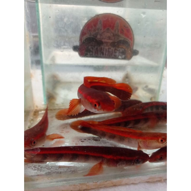 SUPER RED MARU | RED BARITO | RED SAMPIT | RED PBUN | ORI 100%
