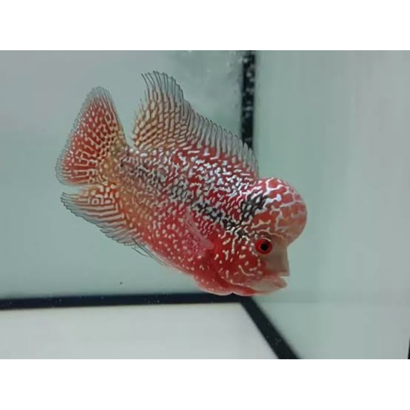 srd cencu paket full marking size 7-9cm