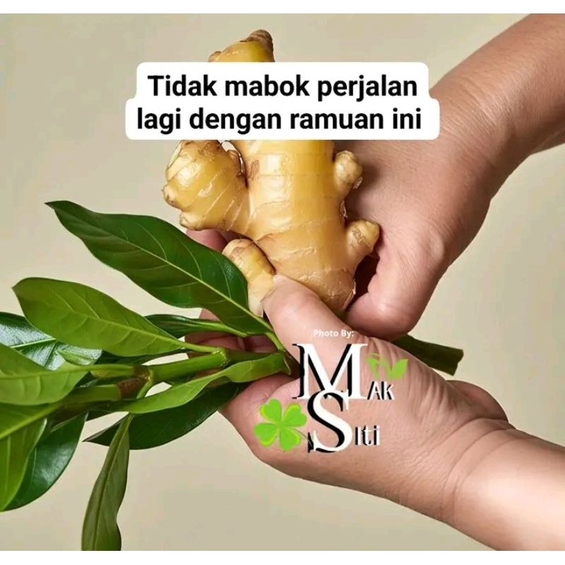 

DAun Nangka Segar Fresh 10 Lembar Helai Langsung Di Petik Dari Pohon