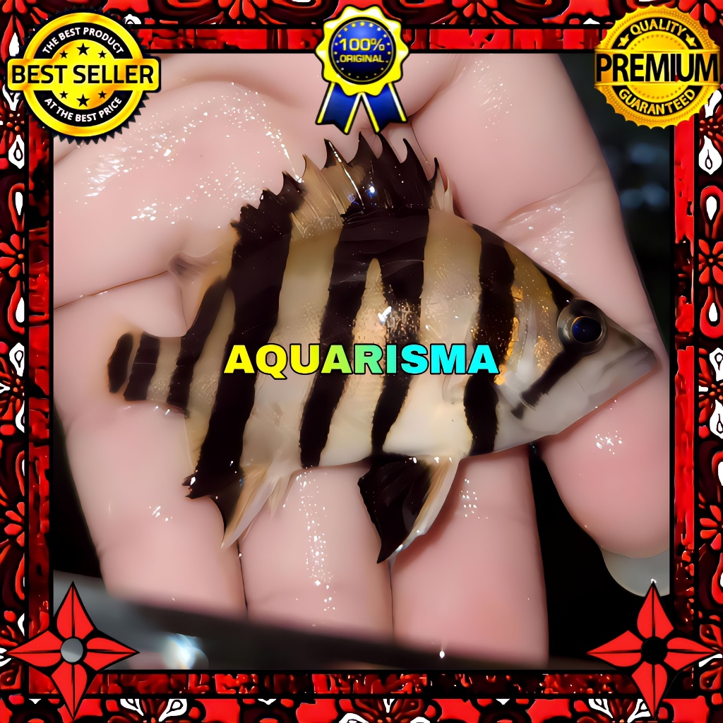 KEBUTUHAN AKUARIUM - DATNIOIDES MICROLEPIS DATZ TIGER FISH SUMATRA 4 BAR 7-8 CM