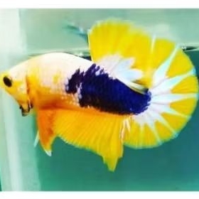CUPANG PLAKAT YELLOW FANCY