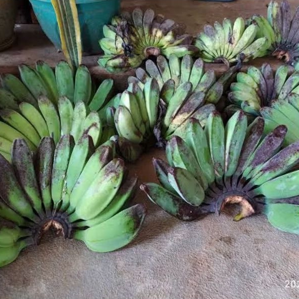 

PISANG KEPOK SUPER 1KG MANGKAL