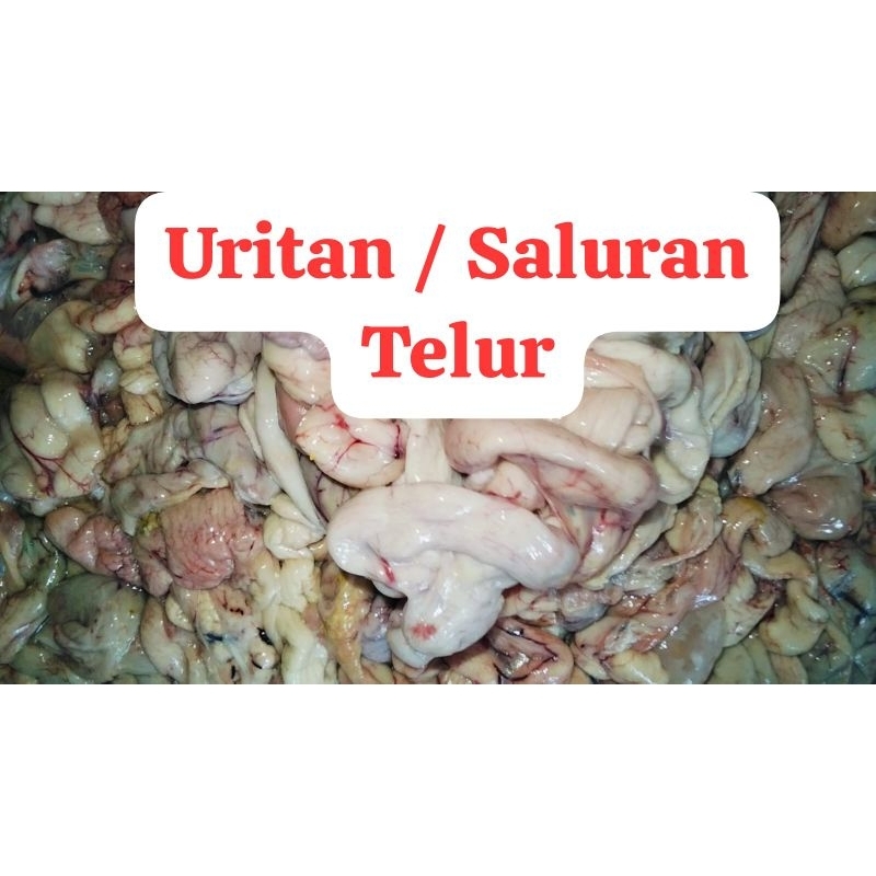 

Uritan Ayam / Kantung Telur / Ovarium