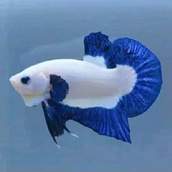 CUPANG HIAS BLUE RIM