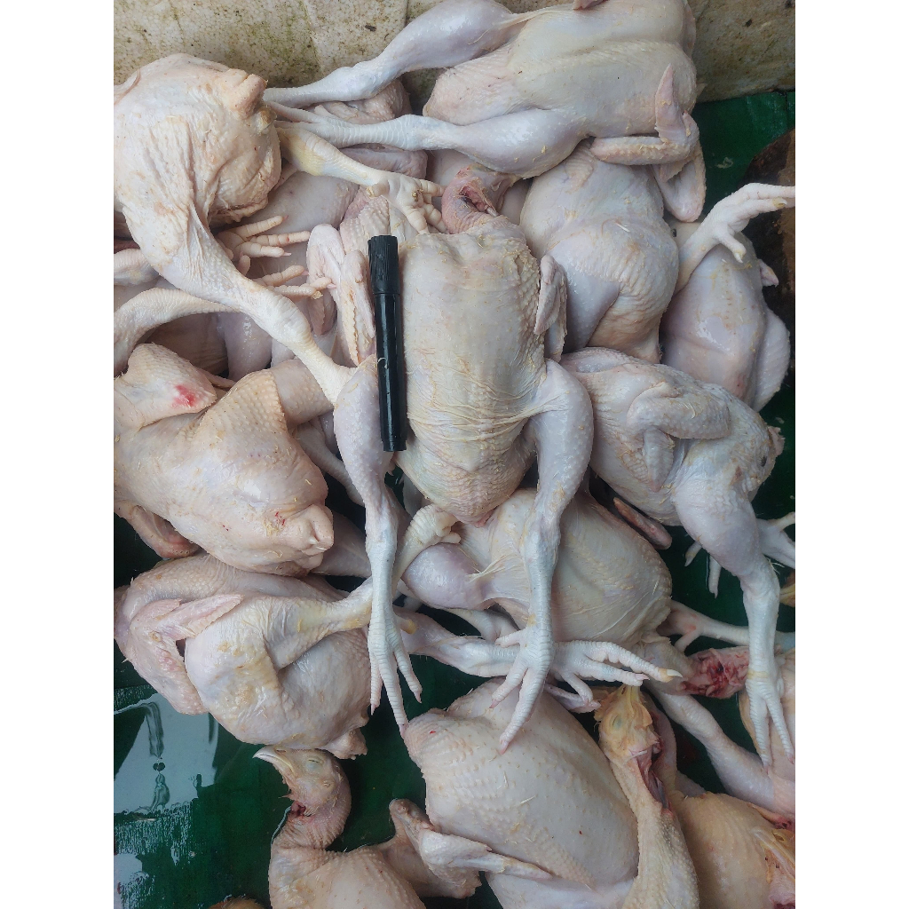 

Ayam Potong Besar FRESH