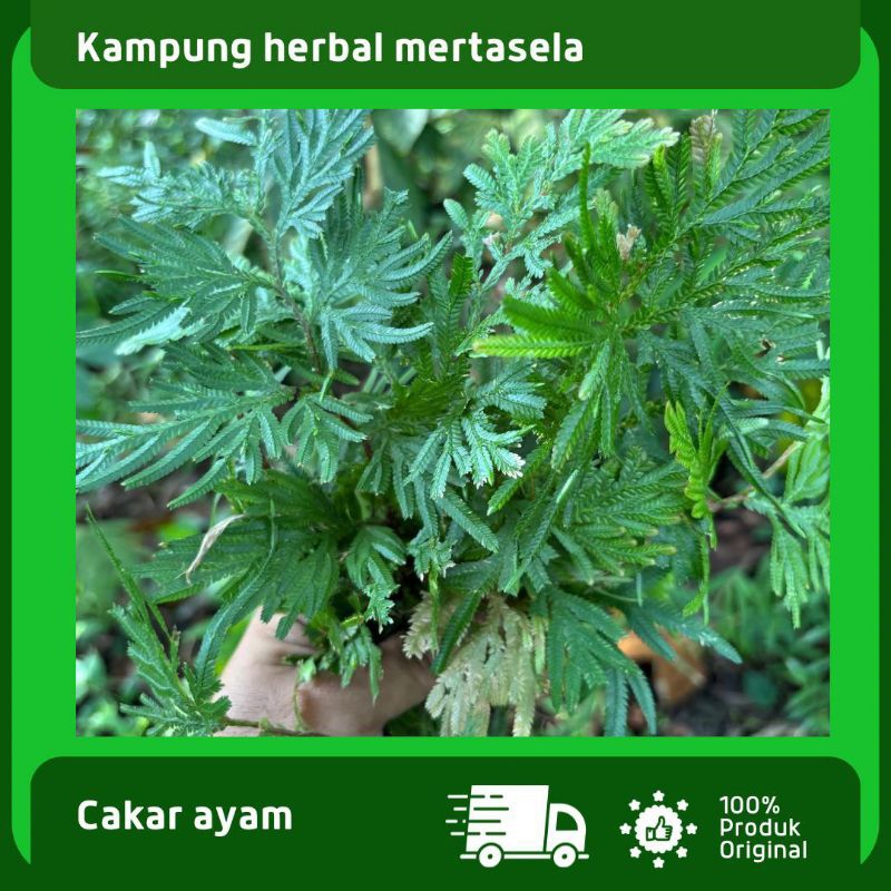

Daun Cakar Ayam Segar
