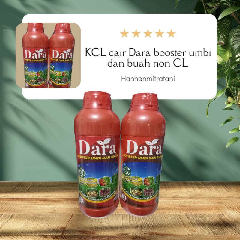 KCL cair Dara booster umbi dan buah vase generatif