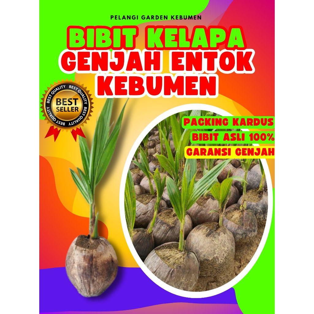 TERBAIK.. Benih Kelapa Kopyor Bogor, Benih Kelapa Kopyor Besar, Benih Kelapa Kopyor Genjah