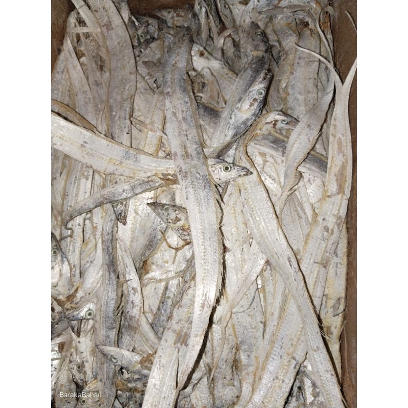 

ikan layur sedang
