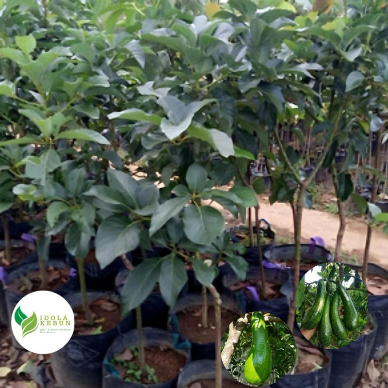 BIBIT ALPUKAT VARIETAS KELUD HASIL OKULASI-BIBIT ALPUKAT KELUD-BIBIT BUAH ALPUKAT KELUD-BUAH ALPUKAT