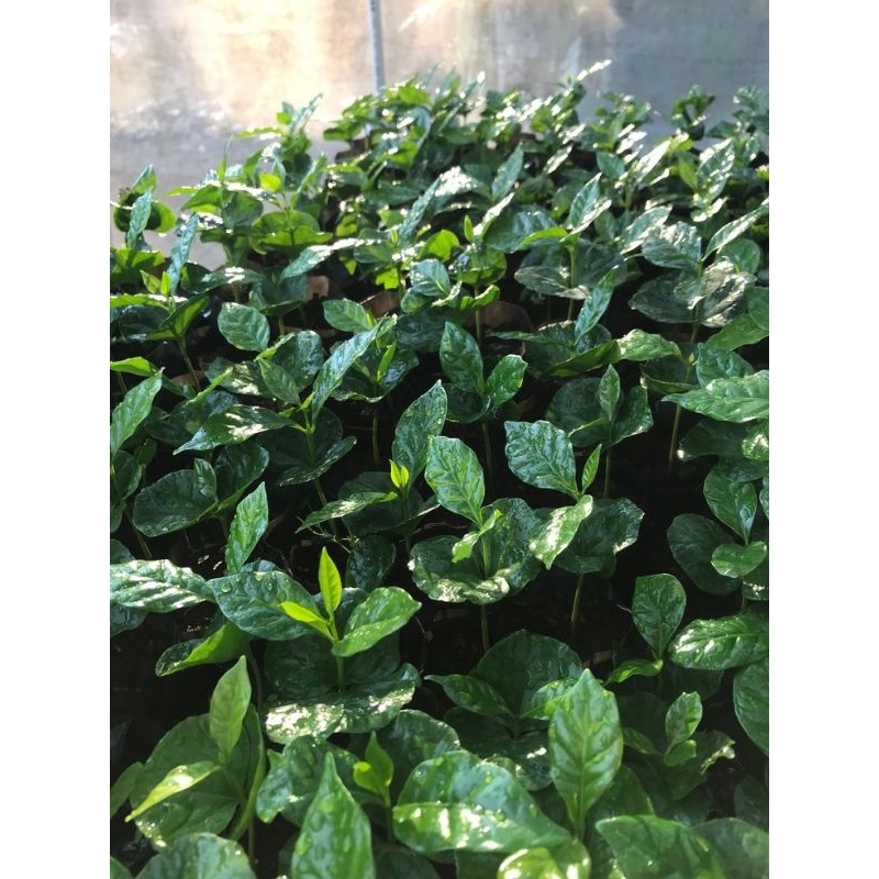 Bibit Kopi Aribika Ateng 50pcs