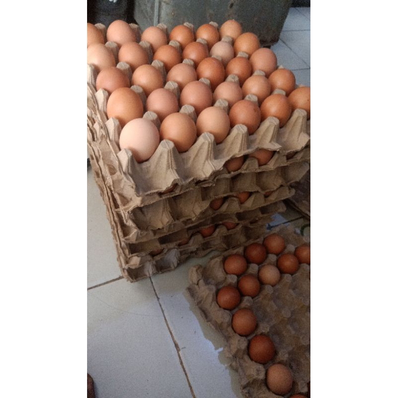 

TELUR AYAM NEGRI SEGAR 1 KG
