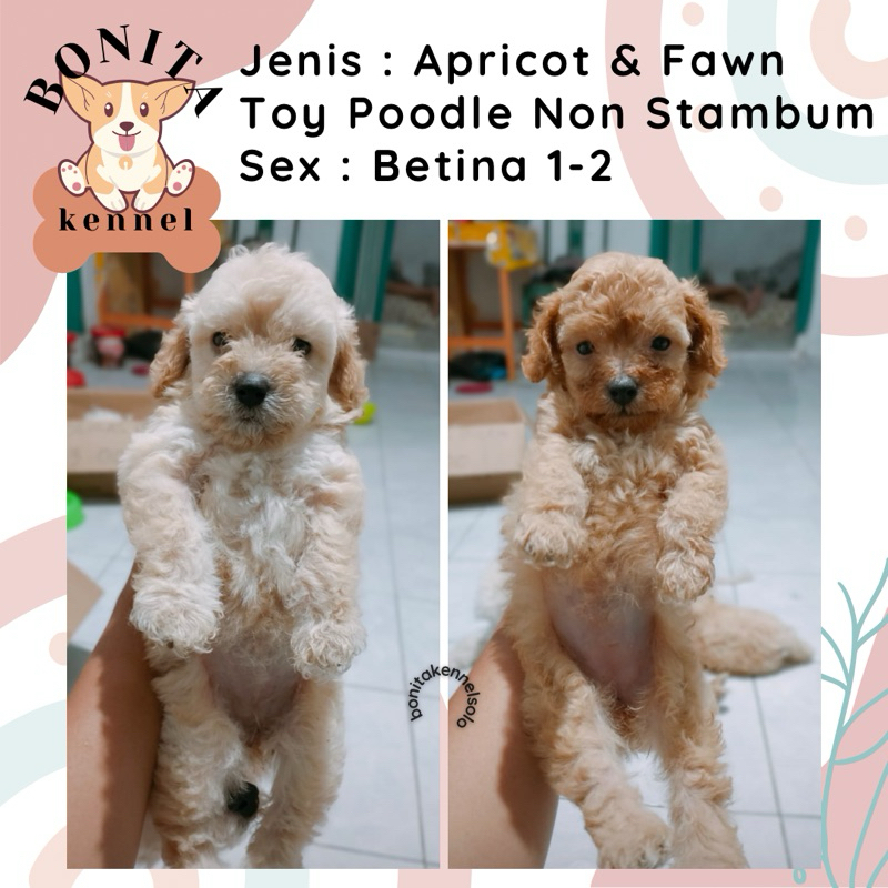 Fawn Apricot Tiny Toy Poodle Non Stambum Anak Anjing Poodle Red Jantan Betina
