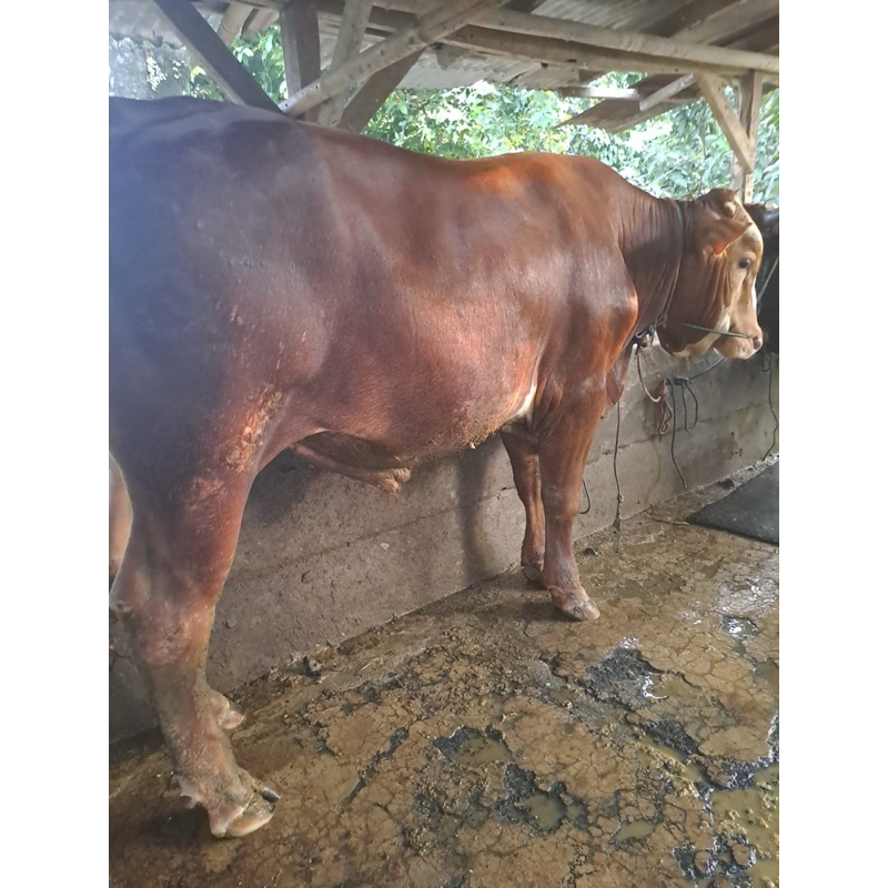 

sapi qurban hidup sapi hidup jumbo