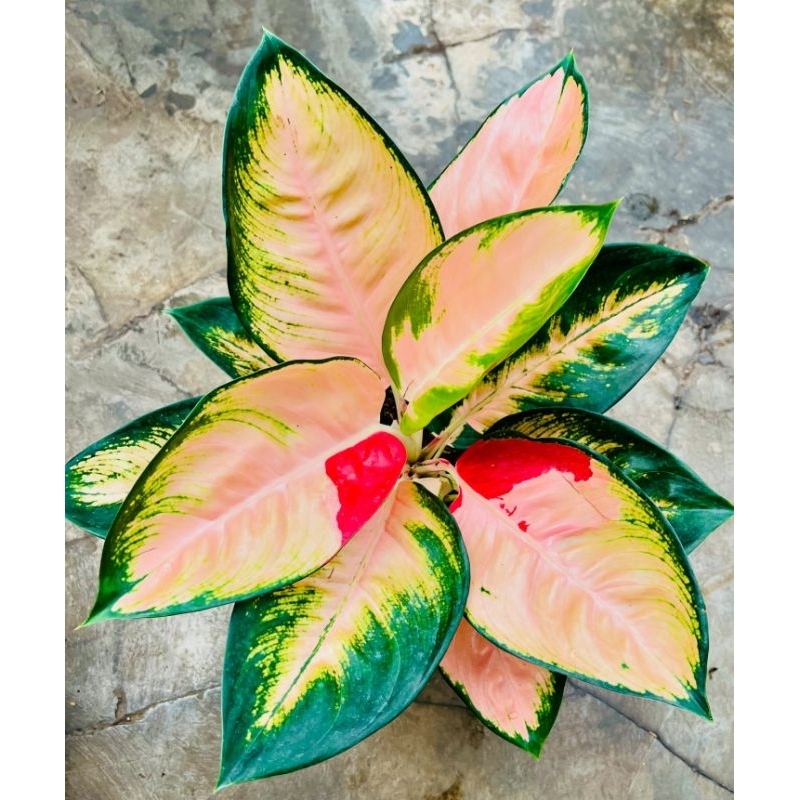 Aglonema monalisa - tanaman hias aglonema monalisa  cantik murah