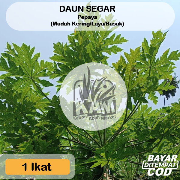 

Daun Pepaya / fresh murah / masakan bungkus buntil segar lebar 1 Ikat Tangakai Daun Kurang Lebih 60 Gram Ecoprint