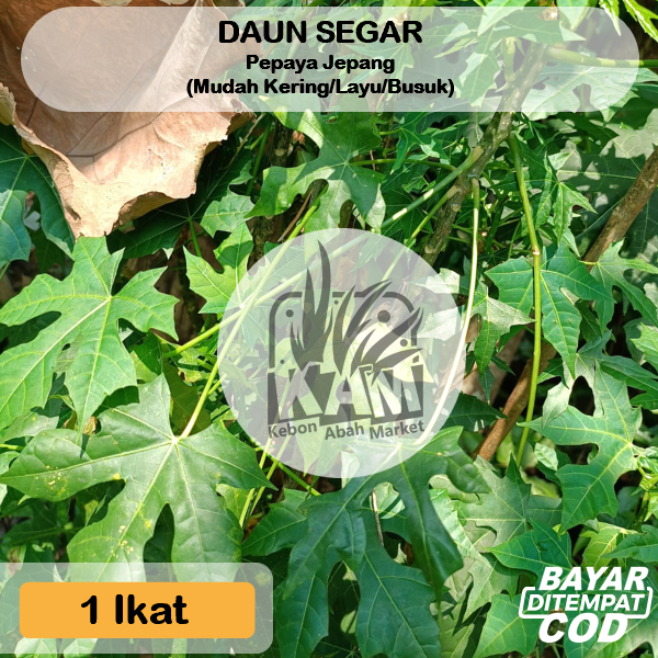 

Daun Pepaya Jepang ± 60 gram Obat Herbal Lalapan Rebus 1 Ikat Tangkai Daun