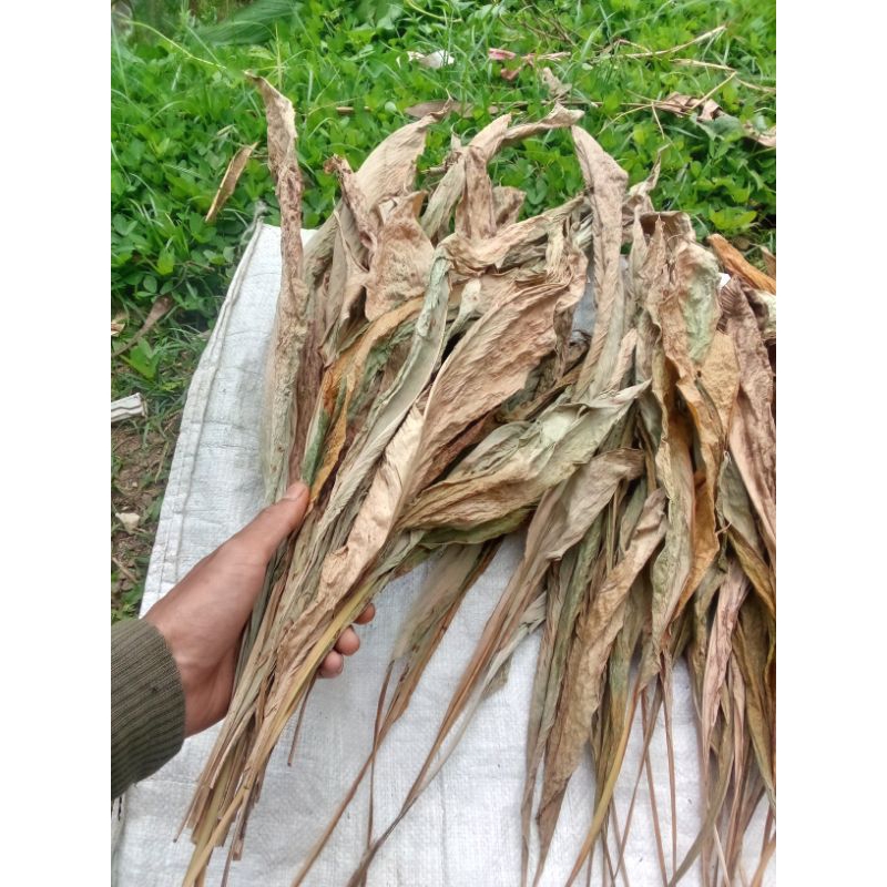 

Daun kunyit kering per 50 gram