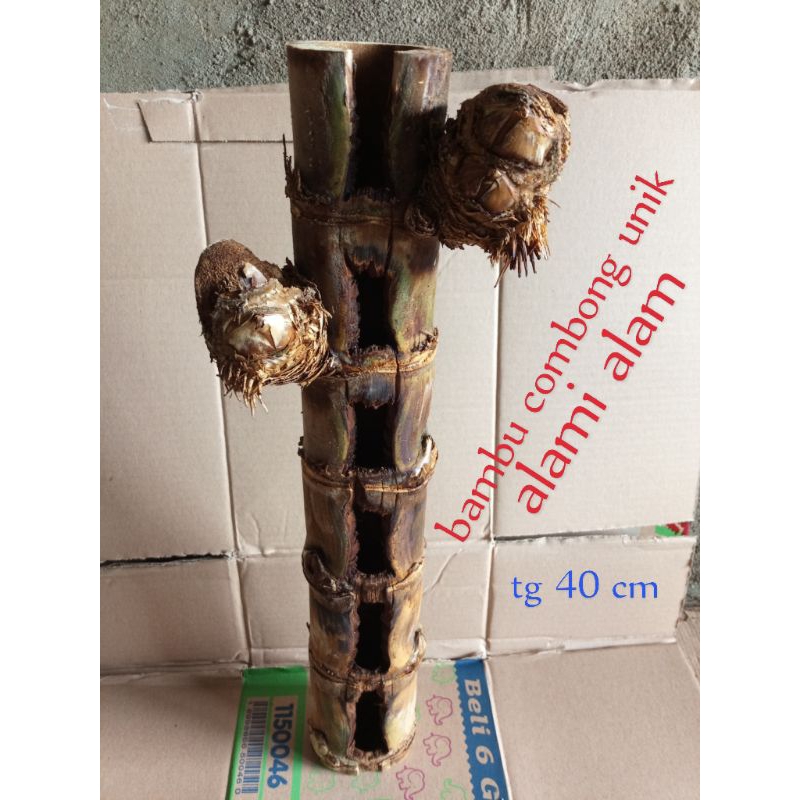 bambu comong asli alami alam koleksi unik bambu langka