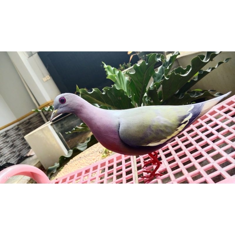 jontrot burung punai (walik gading) mirip asli