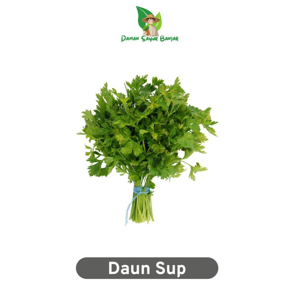 

Daun Seledri perikat - Paman Sayur Banjar