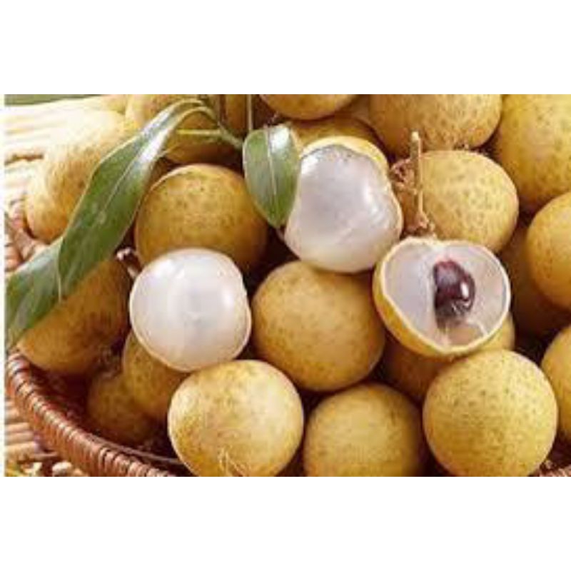 

buah kelengkeng lokal by gudangfruit