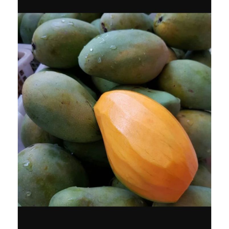 

Mangga Gadung Super 30.000