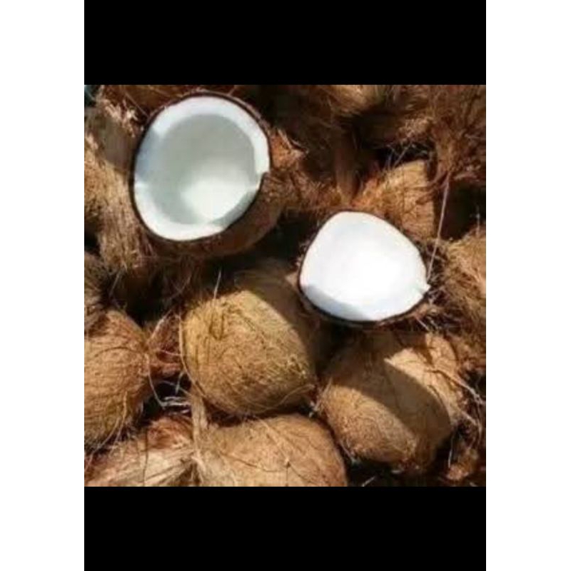 

kelapa segar
