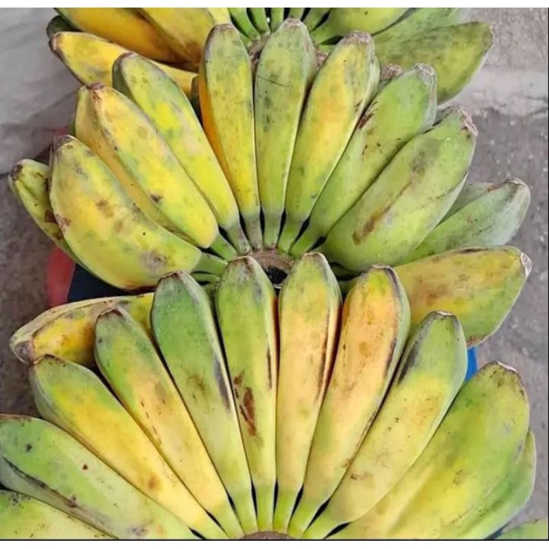 

pisang kepok 1 sisir