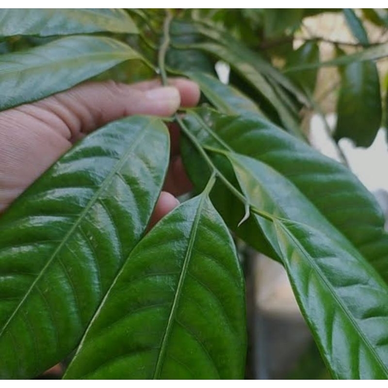 

daun pala segar pres/obat herbal isi 100pcs redii siap kirim