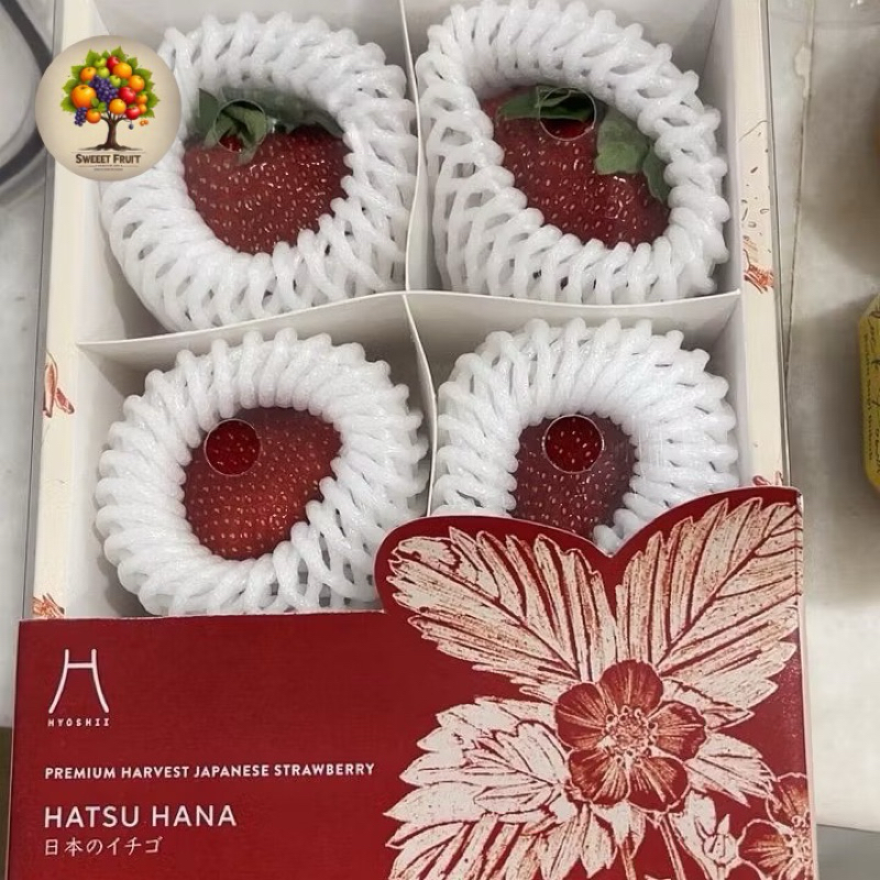 

Strawberry Jepang Hatsu Hana | Strawberry Hyosii Premium
