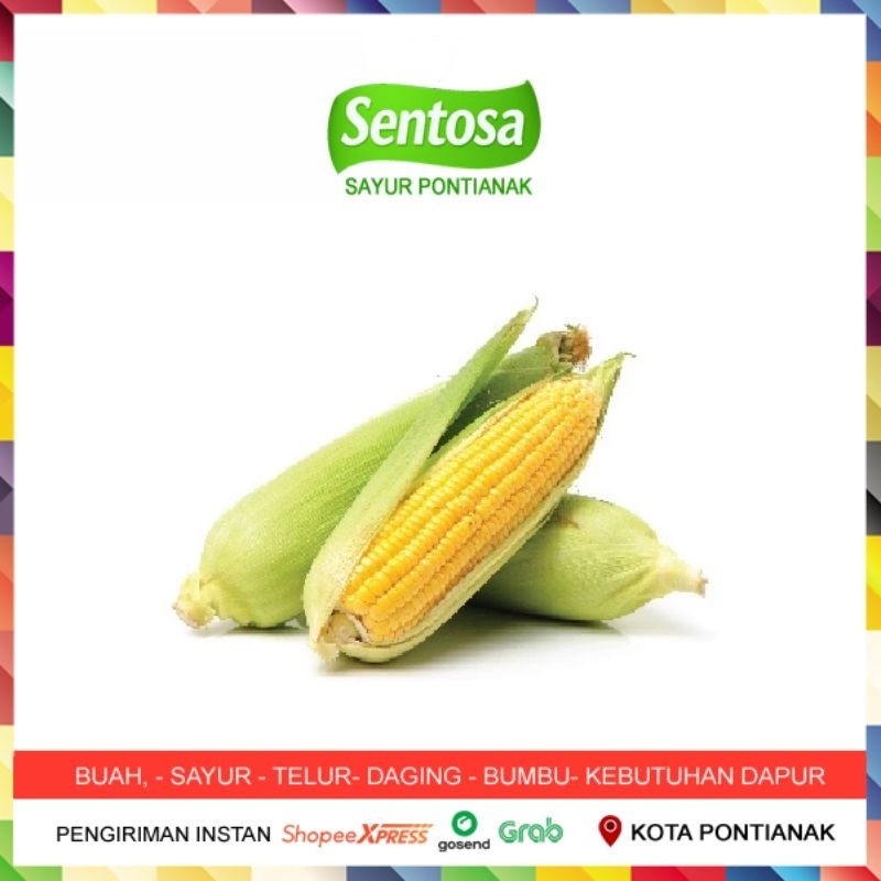 

Jagung Manis Per Pcs Sentosa Sayur Pontianak