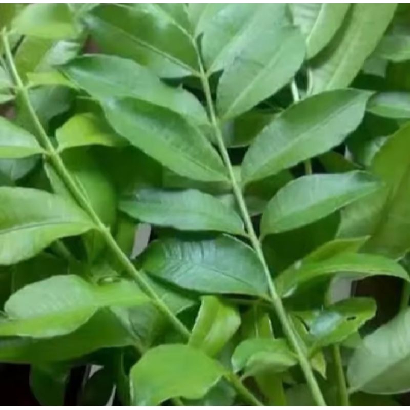 

daun kedondong, obat herbal, daun buat masakan