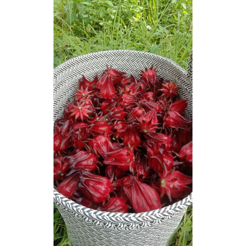 

Rosella Segar Organik 1kg