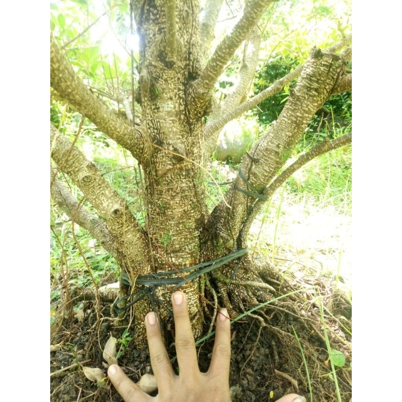 bahan bonsai kimeng gabungan recomended